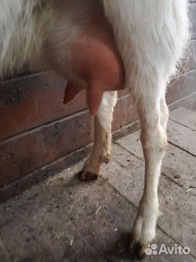 Зааненская дойная коза