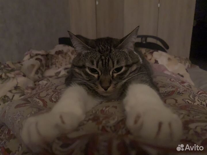 Кошка