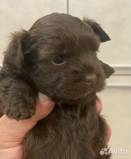 Щенки шоколадного йорка