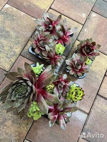 Каменная роза молодило