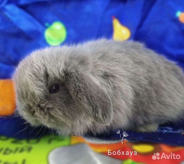 Миниатюра карликовый кролик экстра класса