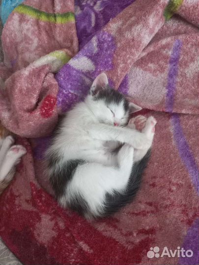 Отдам бесплатно