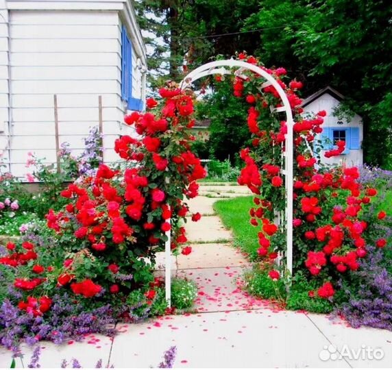 Розы в ассортименте