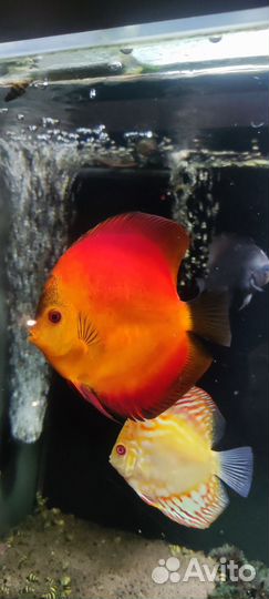 Стойка с 3 аквариумами, рыбы, растения