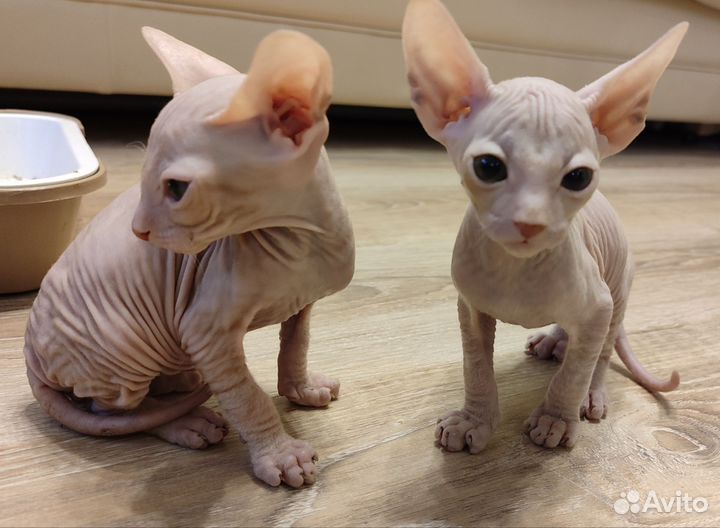 Донской сфинкс котята