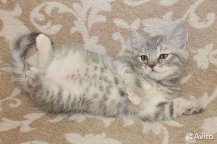 Шотландский котёнок девочка