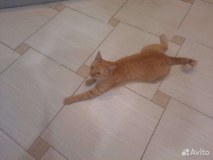 Кошка в дар бесплатно