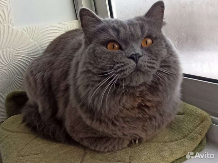 Хайлэнд скоттиш страйт