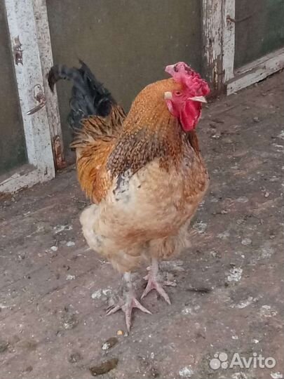 Куры петухи