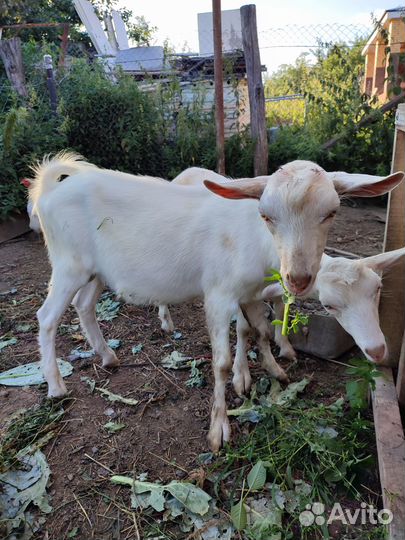 Продаётся козёл