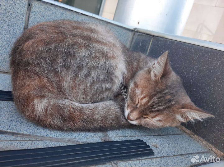 Молодая зеленоглазая кошечка в добрые руки