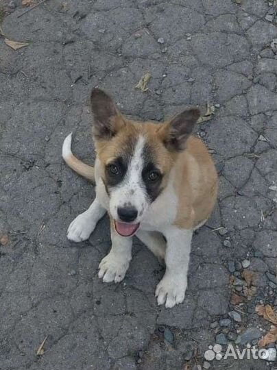 Щенок в добрые руки бесплатно