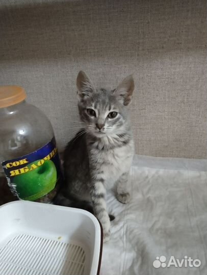 Котенок в дар бесплатно