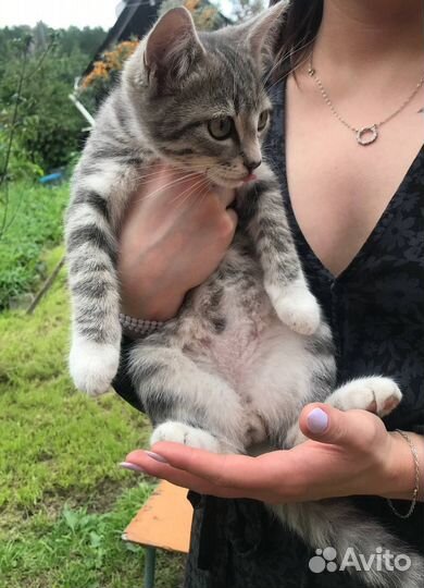 Котята в добрые руки 2 месяца