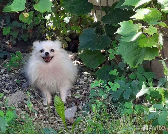 Подрощенная Помераночка