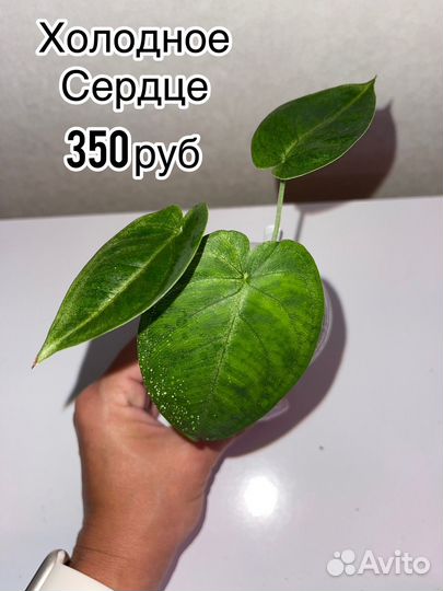 Сингониумы сортовые