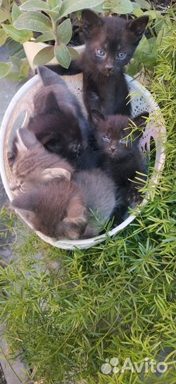 Котята ищут дом