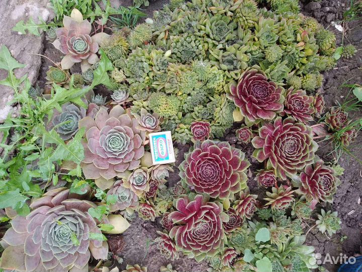 Молодило,каменная роза, опунции, суккуленты