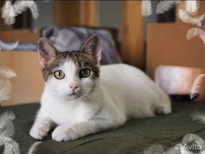 Самый умный Котя ищет дом, котик в добрые руки