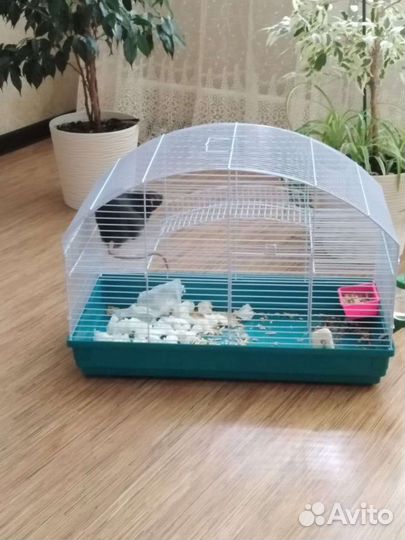 Крыс Дамбо с клеткой