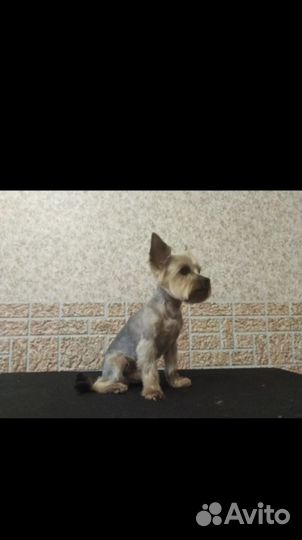 Вязка Йоркширского терьера