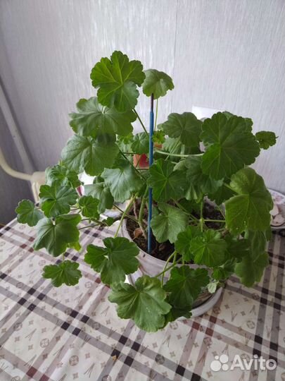 Пеларгония герань