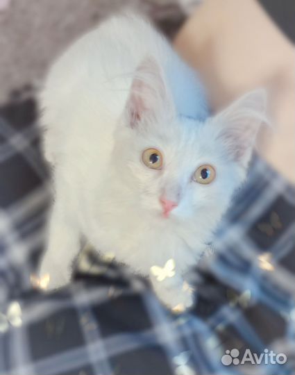 Котята в добрые руки бесплатно