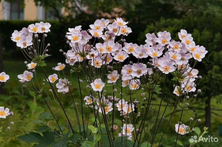 Саженцы анемоны (ветреницы) японской Робустиссита