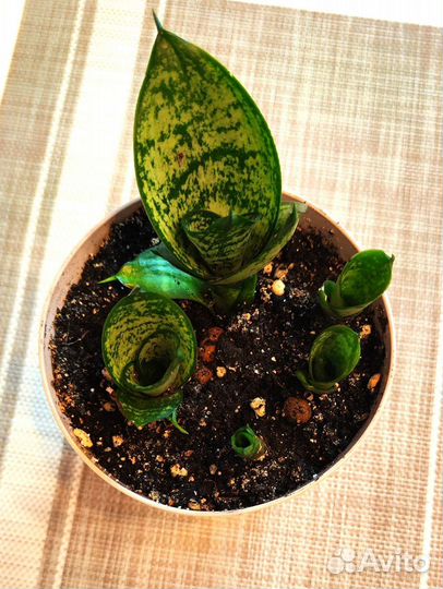 Сансевиерия ханни