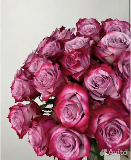 25 роз. Доставка цветов Вологда