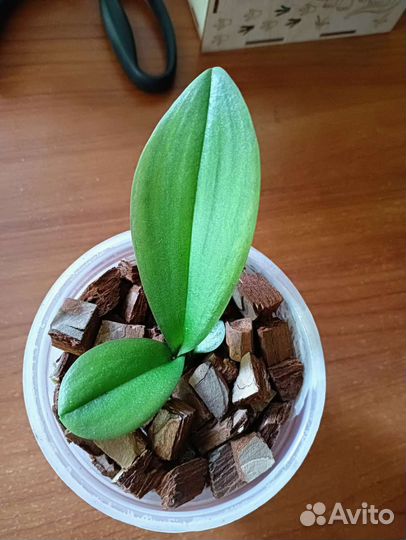 Детка на обмен