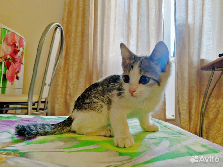 Нежный мальчик ищет дом