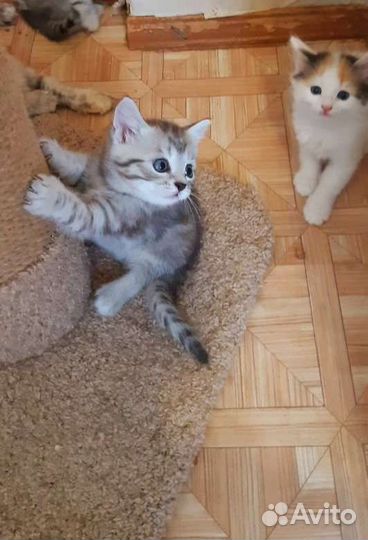 Котята с леса