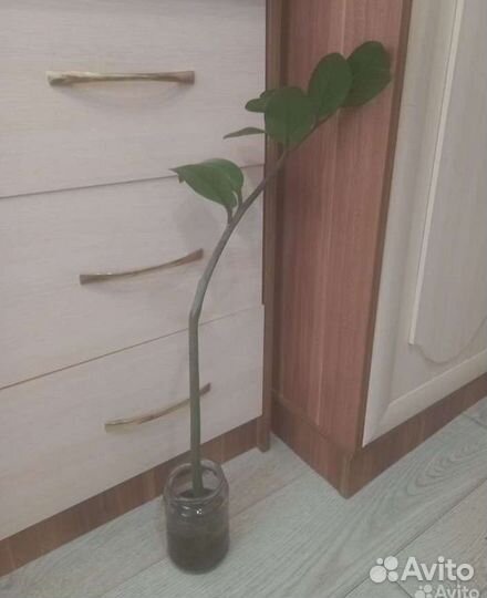 Цветы комнатные