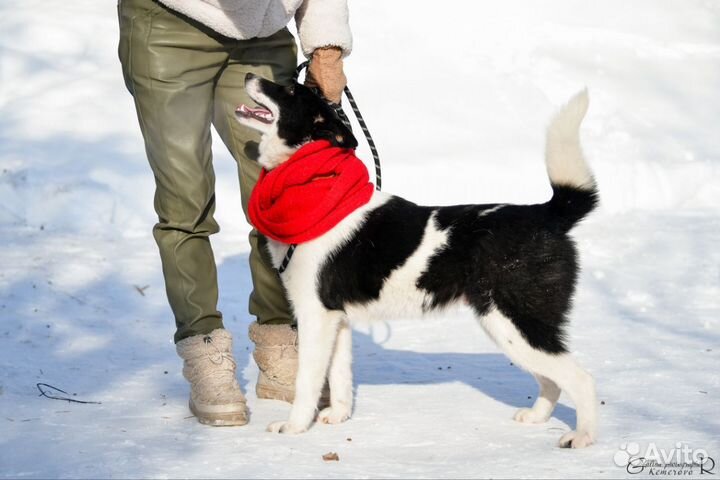 Джек в добрые руки