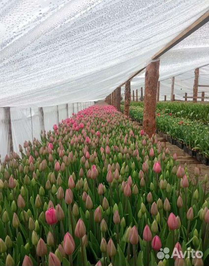 Тюльпаны Оптом