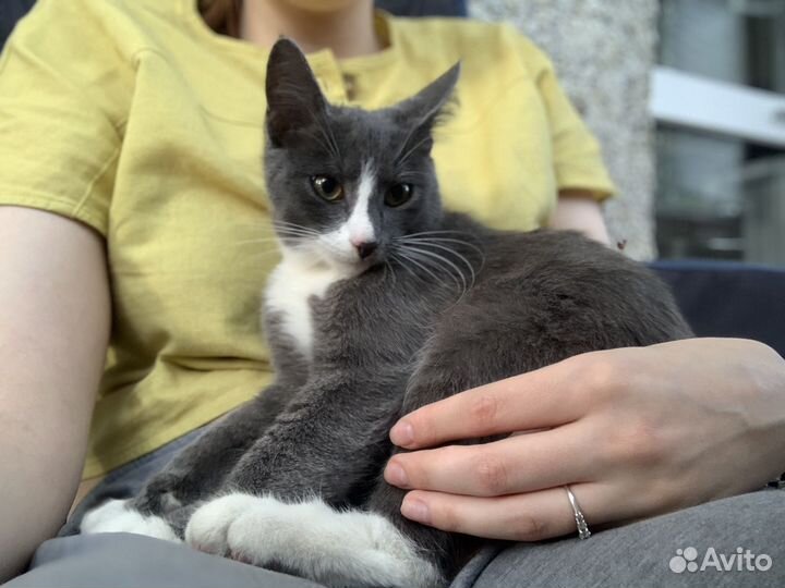 Котенок мальчик серый