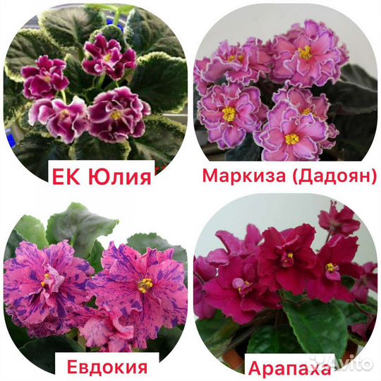 Фиалки сортовые