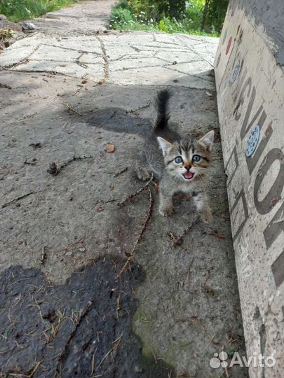 Котёнок девочка