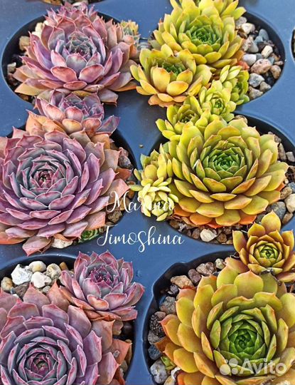 Сортовое молодило (каменные розы)