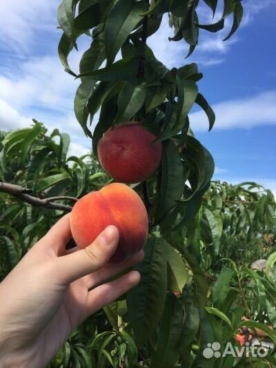 Персики, нектарин