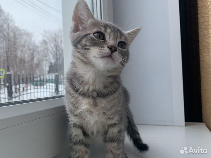 Кот в добрые руки