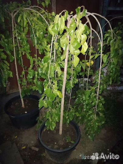 Шелковица на штамбе Тутовник