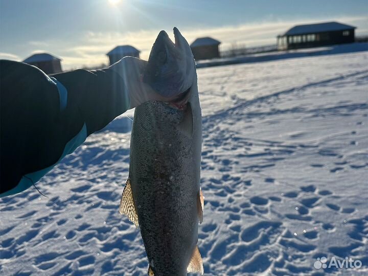 Зимняя рыбалка на Камчатке
