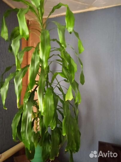 Книги, магнитофон на ленте СССР