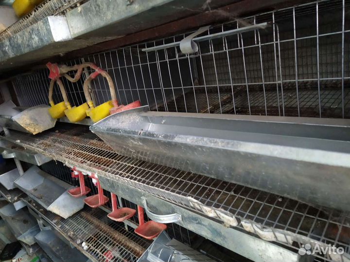 Двойная клетка для перепелов б/у торг
