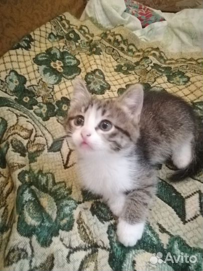 Котята