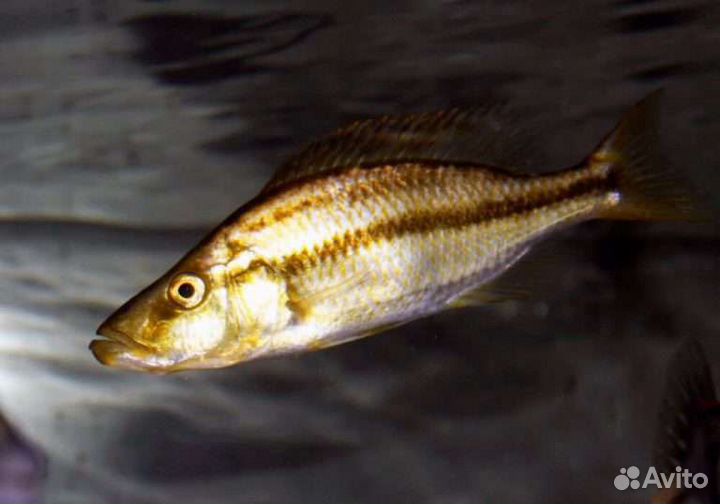 Малавийские цихлиды