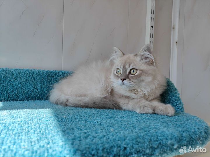 Манчкин long