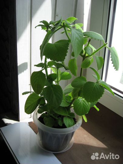 Комнатные домашние растения